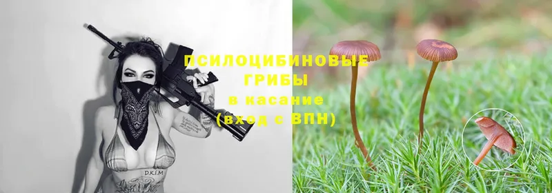 где продают   Межгорье  Галлюциногенные грибы MAGIC MUSHROOMS 